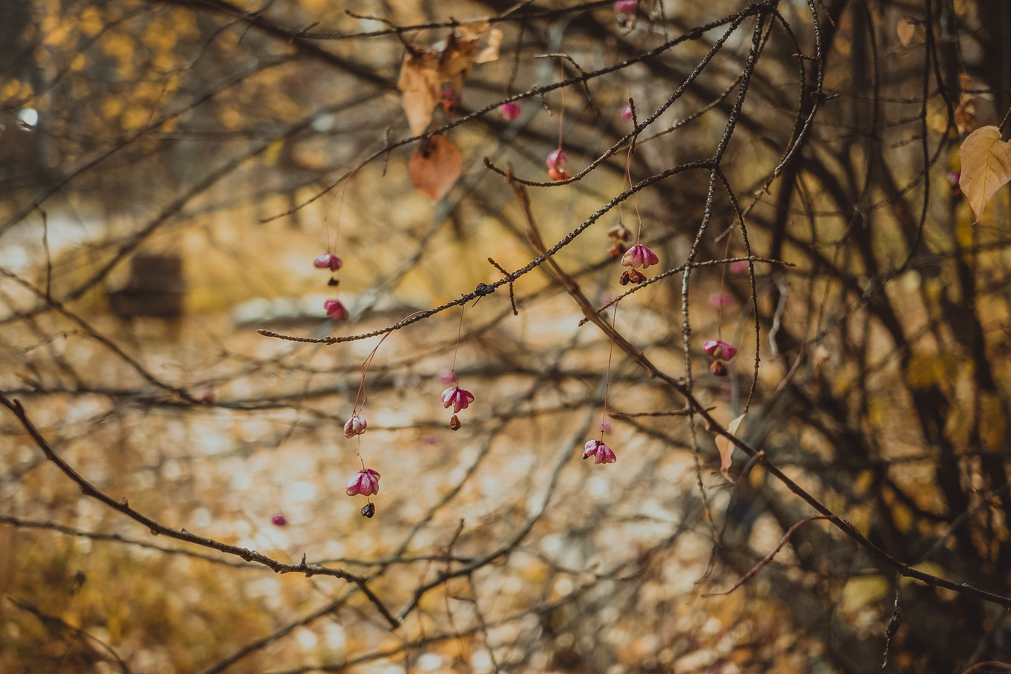 Семиозерка