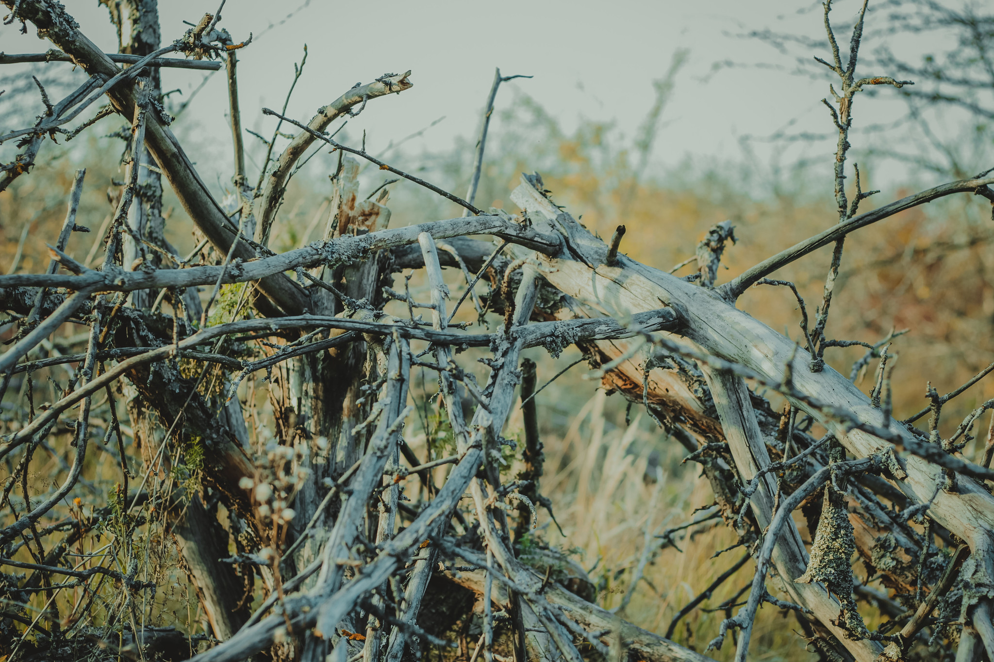 Детская дереня Фанта
