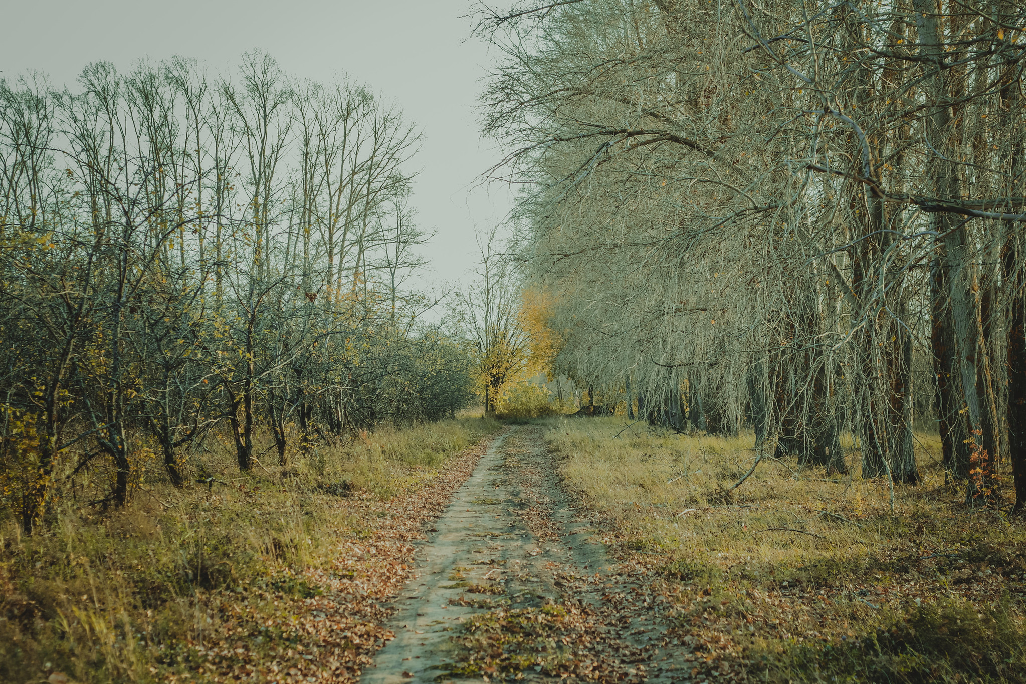 Детская дереня Фанта