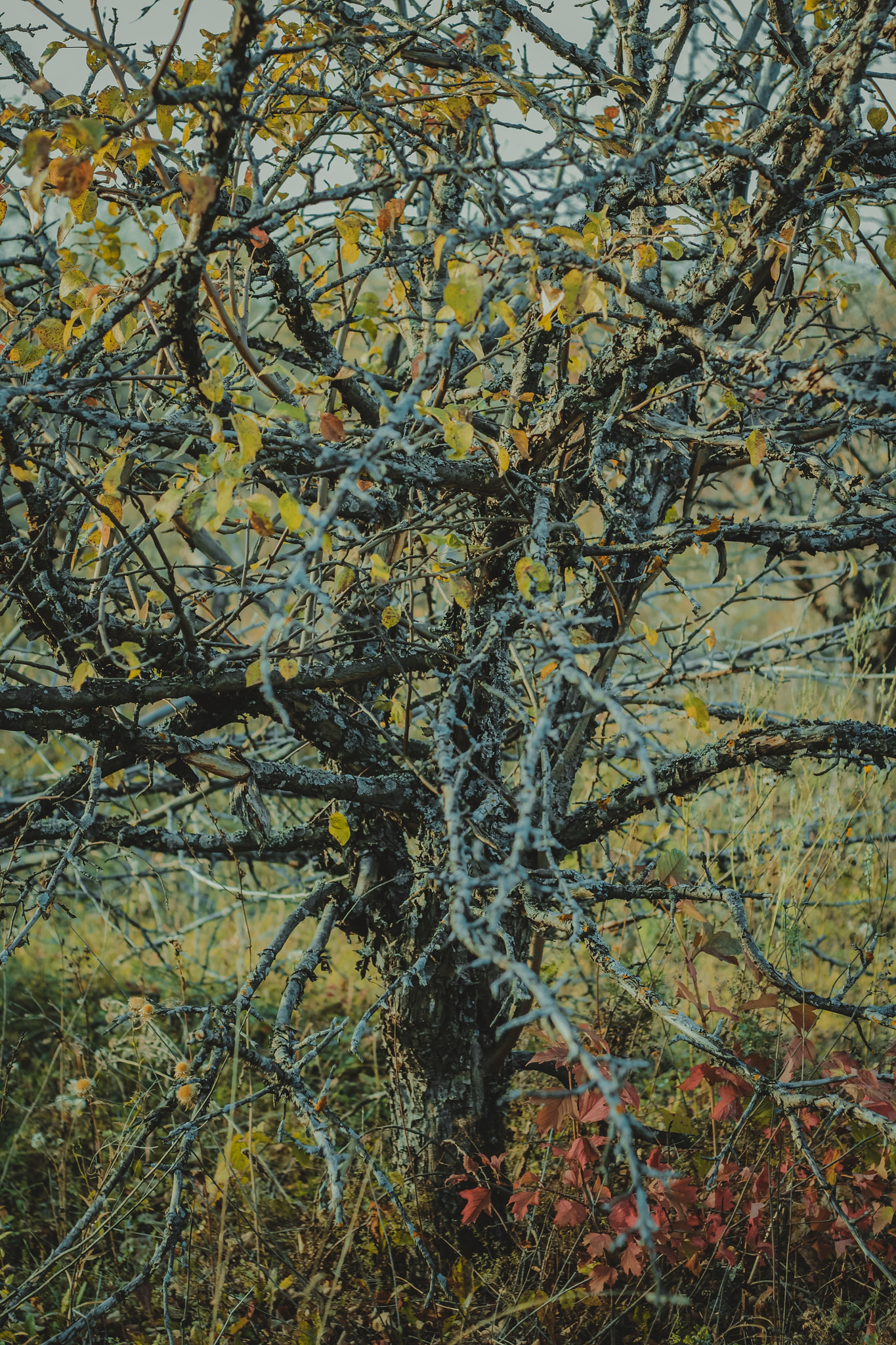 Детская дереня Фанта