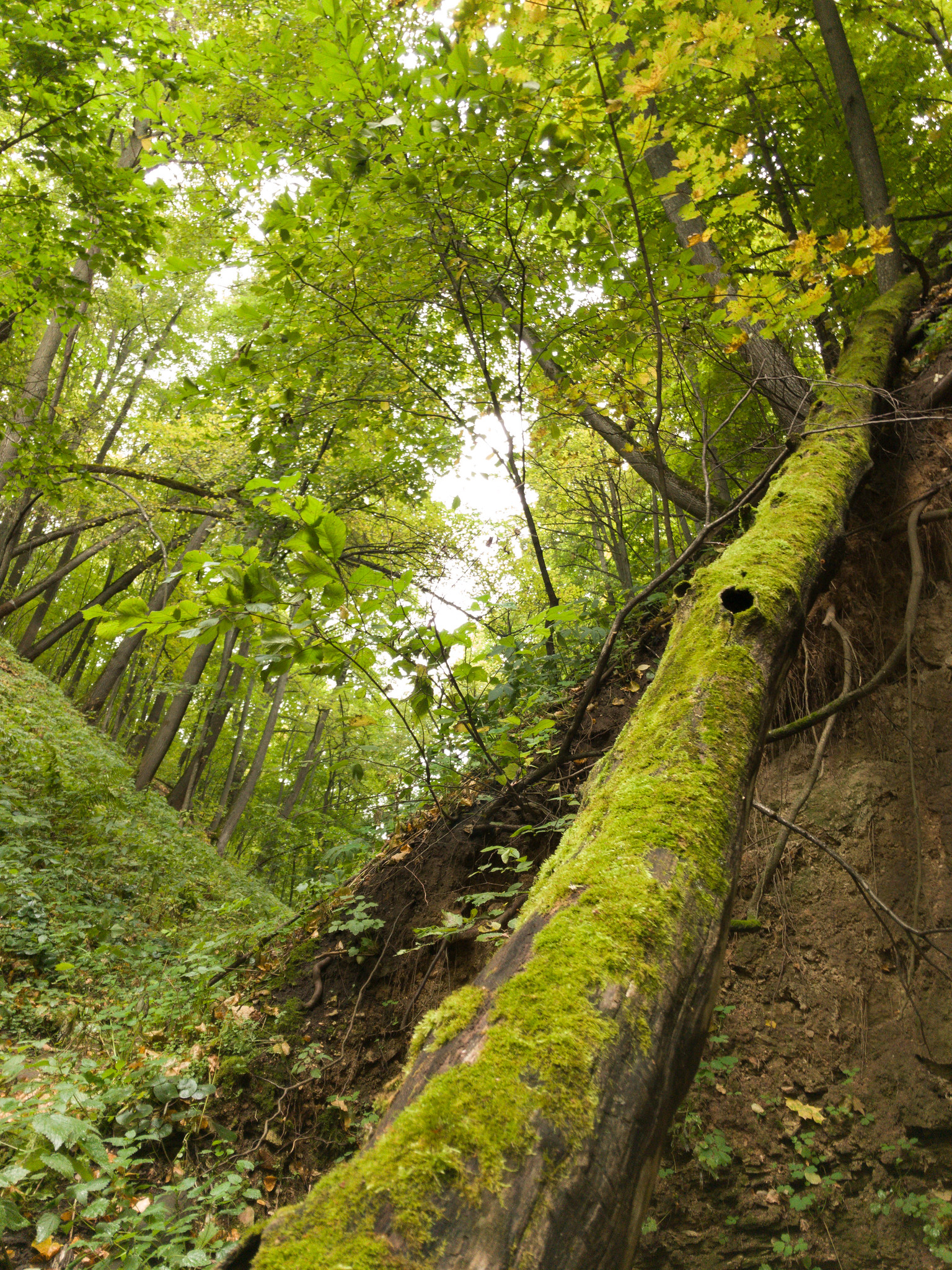 Камское устье